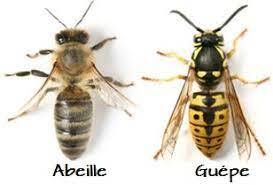 Différence-abeille-guepe